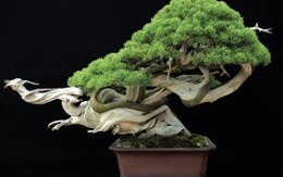 [Video] Ma thuật gì đã giúp cây bonsai này biết bay?