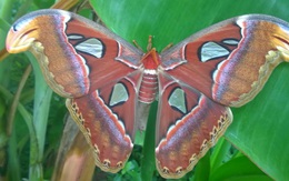 Bạc Liêu: Hoang mang trước sự xuất hiện đàn bướm khổng lồ