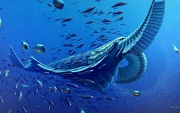 Những loài sinh vật biển có hình thù quái dị nhất thế giới