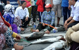 Bà Rịa - Vũng Tàu chỉ đạo khẩn cấp điều tra nguyên nhân cá chết