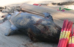 Cá heo nặng 100kg ở Quảng Ninh được người dân chôn cất