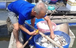 Hàng trăm tấn cá nuôi lồng “chết oan” vì... Formosa