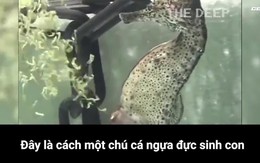 [Video] Dám chắc chưa bao giờ bạn được xem cá ngựa đực đẻ ra cả ngàn con như thế này