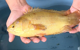 Bắt được cá rô có màu vàng kỳ lạ, to gấp 3 lần bình thường
