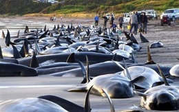 Kinh hoàng: Thêm hơn 100 cái chết đầy bí ẩn của cá voi [Vietsub]