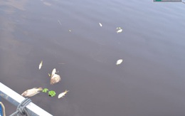Xác định nguyên nhân cá chết hàng loạt trên sông Bùng