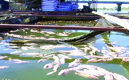 Cá lồng bè tiếp tục chết trên sông La Ngà