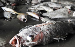 Chất độc nào có thể khiến cá chết hàng loạt từ Hà Tĩnh đến Huế?