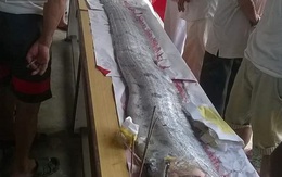 Ngư dân Đà Nẵng làm lễ mai táng cá hố khổng lồ