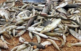 TS.BS Võ Xuân Sơn: Phải ngăn chặn để người dân không ăn hải sản chết