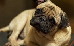 Khoa học chứng minh loài chó thực sự có thể hiểu được cảm xúc của con người