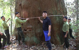61 cây "khổng lồ" ở Nghệ An được công nhận là cây di sản Việt Nam