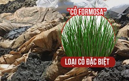 Xuất hiện một loài cỏ mới toanh: Cỏ ăn chất thải Formosa!