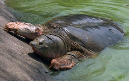 Đã có dự báo trước về sự qua đời của "cụ rùa" Hồ Gươm từ năm 2011