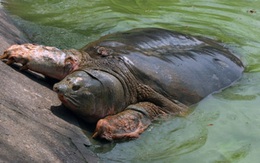 Bất ngờ: Sẽ lưu giữ tinh trùng nếu "cụ rùa" Hồ Gươm là giống đực?