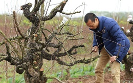 Ngắm gốc đào Nhật Tân mà đại gia chi 70 triệu mới chỉ được thuê