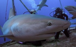 Đây là lí do tại sao bạn không bao giờ thấy cá mập trắng trong bảo tàng hải dương học