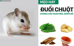 Mẹo cực hay đuổi chuột không cần nuôi mèo, đánh bả