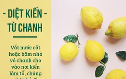 Chỉ 2000 đồng nguyên liệu, bạn có thể tiêu diệt sạch sẽ mọi loại côn trùng trong bếp