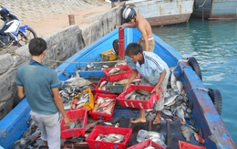 Nguyên nhân cá nuôi chết hàng loạt ở Lý Sơn là do thời tiết