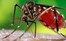 Tìm ra khắc tinh lớn nhất của muỗi, khiến chúng "cao chạy xa bay"
