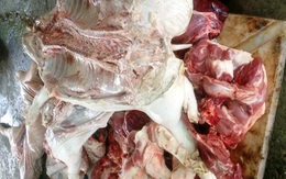 Thu gom heo chết chế biến thành thịt quay bán ra chợ