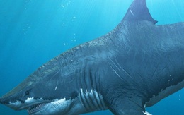 Phát hiện dấu tích của loài cá "có họ" với siêu cá mập Megalodon