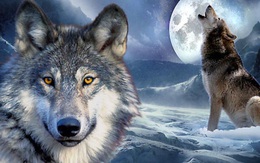 Chuyện sinh tồn của loài sói và bài học cho con người