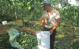 Hoang mang vì chanh dây đồng loạt rớt giá