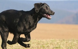 Vì sao chú chó này có thể vượt qua hơn 400 km để về với chủ cũ?