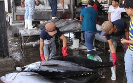 EU ngày càng chuộng cá ngừ Việt Nam