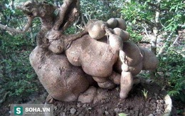 Người dân đào được củ khoai mì khủng có dáng bonsai cực “độc”