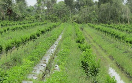 “Tỷ phú cam sành” Vĩnh Long