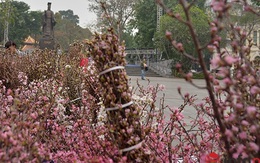 Du khách Nhật Bản bất ngờ khi gặp hoa anh đào tại Hà Nội