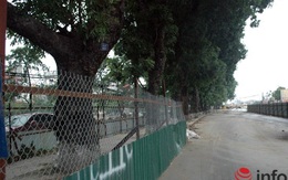 Hà Nội: Loạt cây cổ thụ đường Láng chính thức bị đốn hạ