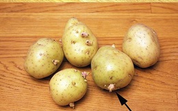 Cách trữ khoai tây quen thuộc hóa ra lại khiến khoai mau hỏng, chóng mọc mầm