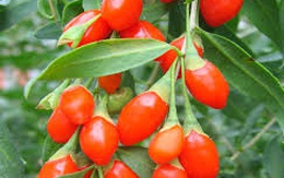 Những loại quả tốt cho sức khỏe nam giới mà quý ông nên ăn nhiều