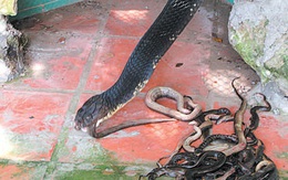 Rắn hổ mang "khủng" ở trại rắn lớn nhất nước được nuôi thế nào?