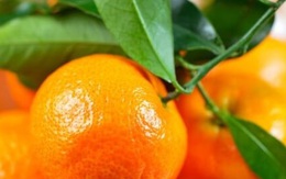 Những điều cần biết khi ăn quýt để không hại sức khỏe