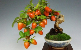 Mãn nhãn ngắm loạt cây bonsai ăn quả mang nhiều tài lộc