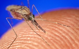 Virus Zika và muỗi biến đổi gen: Chuyên gia Việt Nam nói gì?