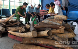 Lại phát hiện gần 500kg ngà voi nhập lậu tại cảng Cát Lái