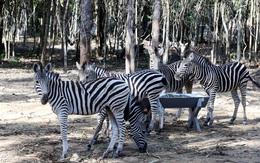 Sự thật về tin đồn hàng ngàn động vật chết ở Vinpearl Safari