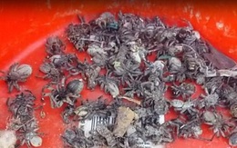 Người phụ nữ tá hỏa khi thấy hàng nghìn con nhện sói trong nhà