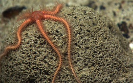 Những loài động vật biển kỳ lạ nhất Trái Đất