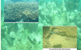 Biển miền Trung: Cần 30-50 năm để phục hồi các rặng san hô
