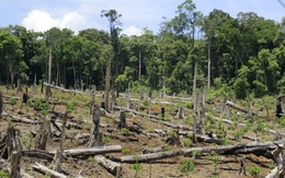 Kỷ luật hàng loạt cán bộ để mất rừng