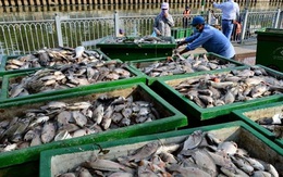 TP.HCM: Thả 30 tấn chế phẩm sinh học cứu cá trên kênh