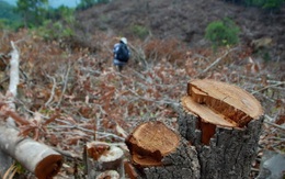 Vụ "dọn sạch 100ha đất rừng": Cấp 3 sổ đỏ sai quy trình