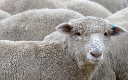 Bầy cừu làm loạn vì... phê thuốc phiện khiến dân làng hoang mang